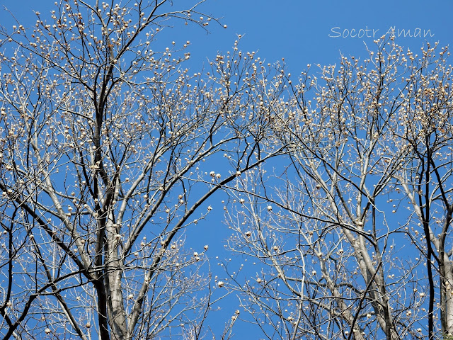 Liriodendron tulipifera