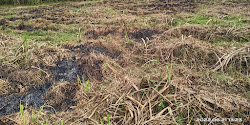 Galian C di Desa Jatidukuh Dusun Seketi Potensi Cetak Sawah 