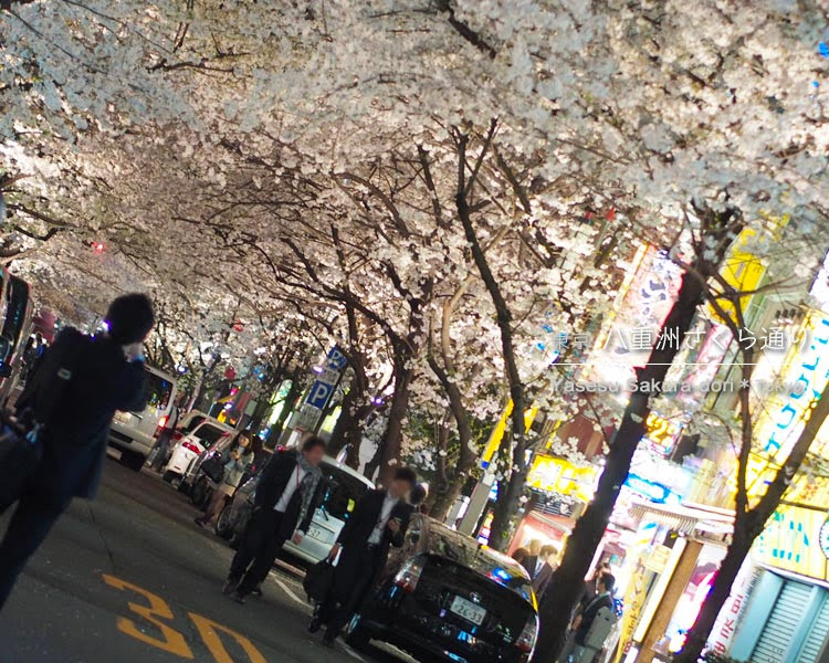 八重洲さくら通りの桜