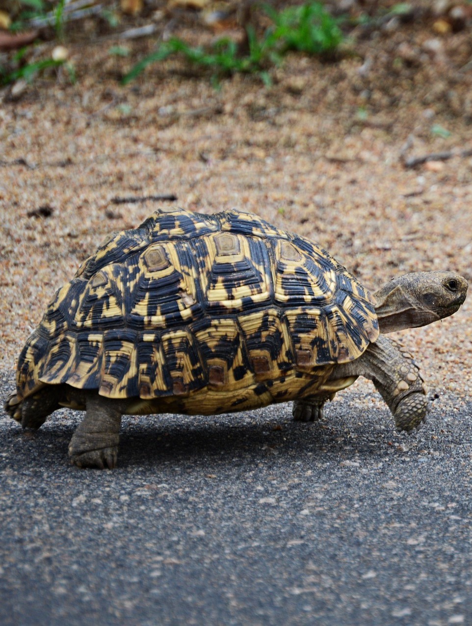 A leopard tortoise