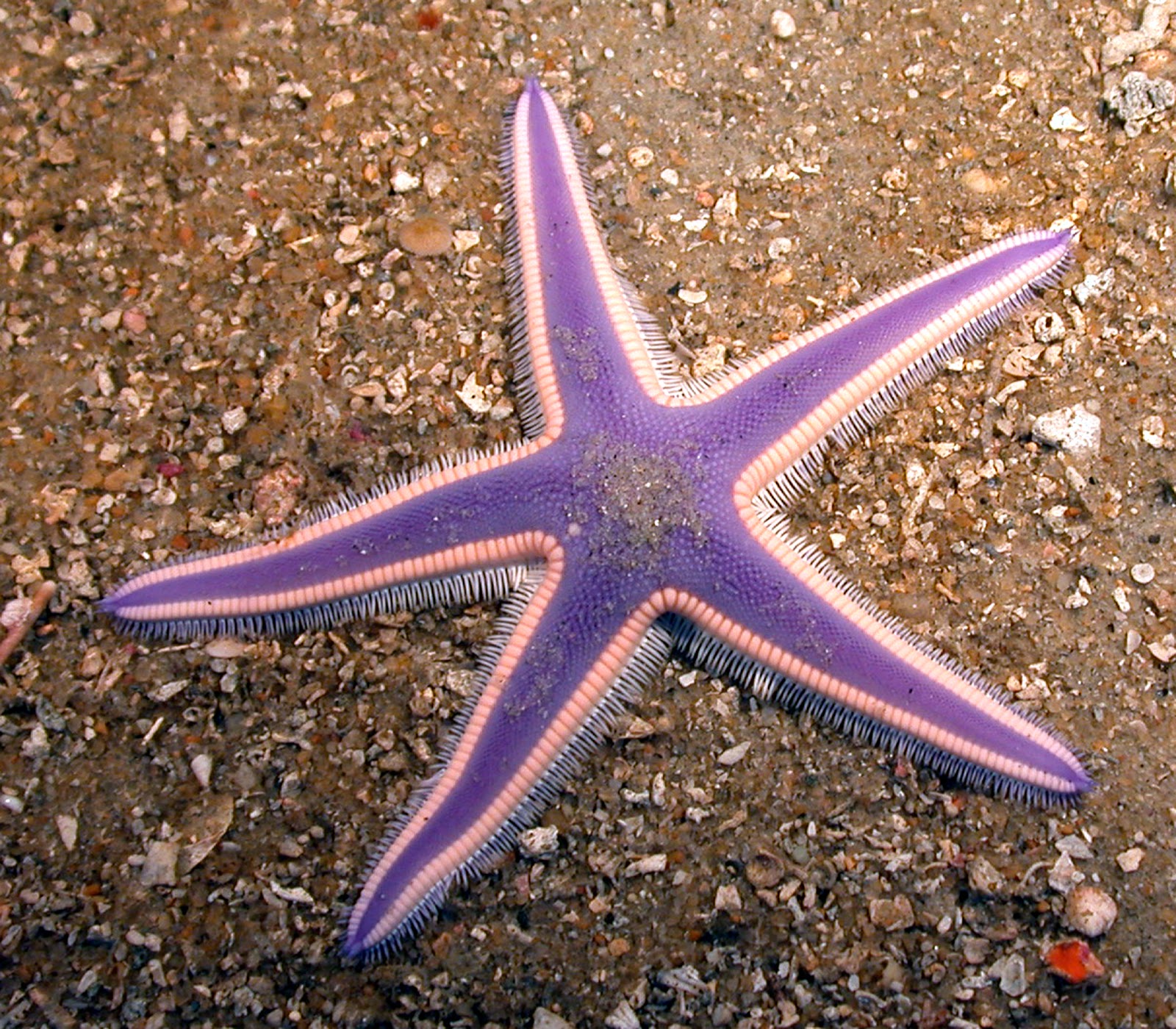 Bintang laut umumnya ditemui dengan lima tangan yang melekat pada ...