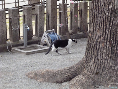 神津神社猫