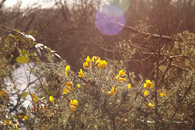 sunlit gorse