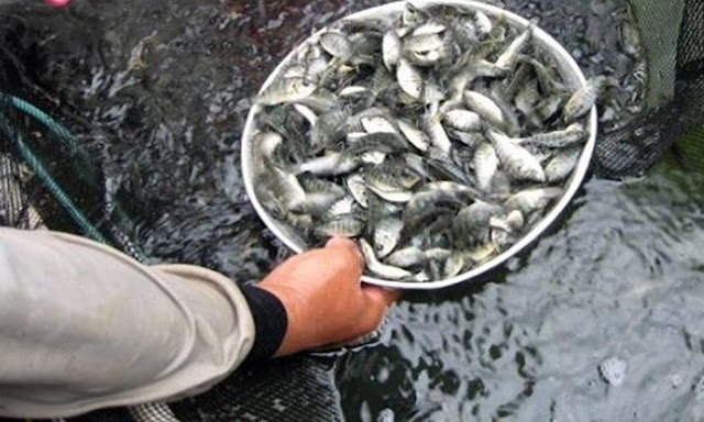 Info Supplier Jual Ikan Nila Bibit dan Konsumsi di Bandar Lampung, Lampung