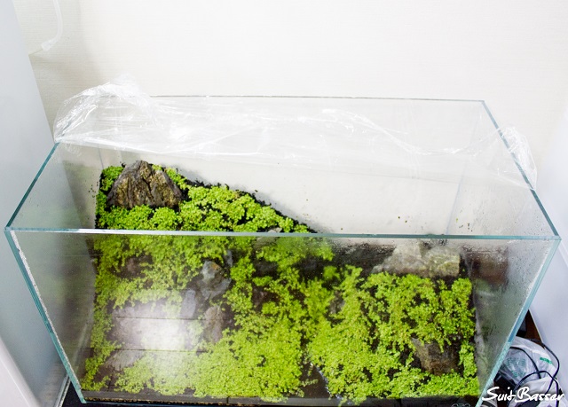 ミスト式 ミスト式水槽 開封の儀 Nature Aquarium Fan ミスト式 ミスト式水槽 開封の儀 Nature Aquarium Fan