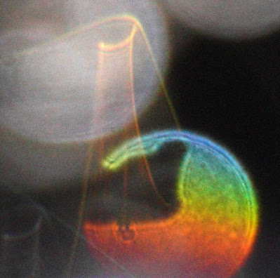 gradient color orb and orb veil