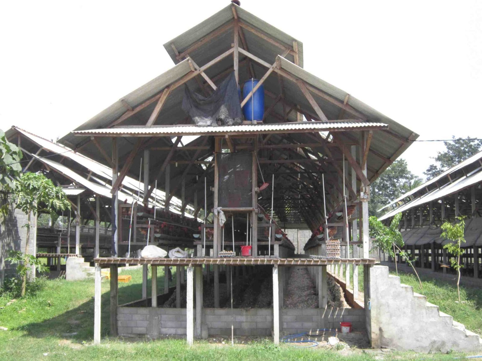 peternakan ayam  broiler  Kandang  Ayam  Modern