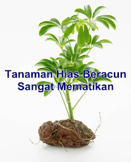 Tanaman Hias Beracun Sangat Mematikan