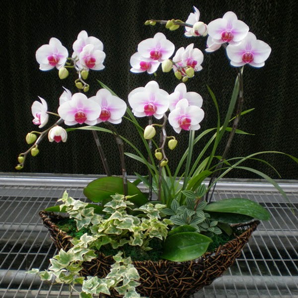 Gambar Anggrek Dendrobium