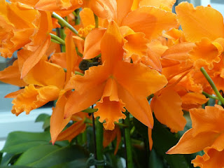 Rhyncattleanthe Love Passion 'Orange Bird'