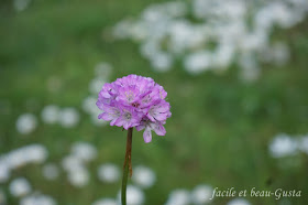 Sandgarsnelke Makro