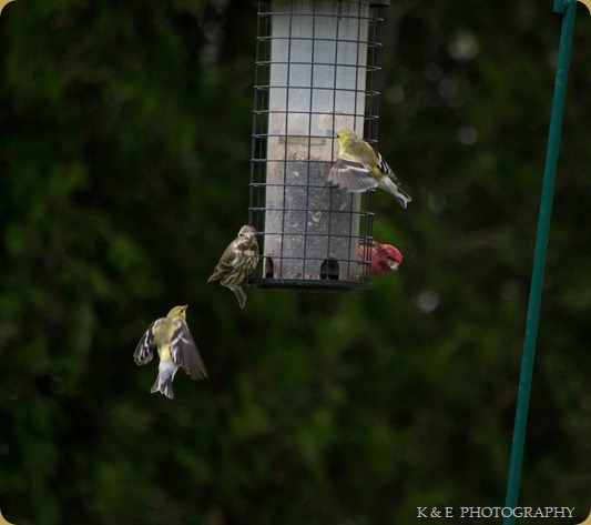 Birds In Flight (1 of 1)-14