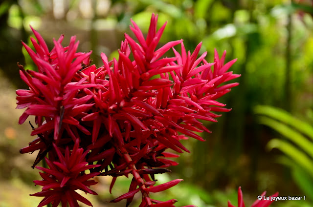 Martinique - jardin de Balata