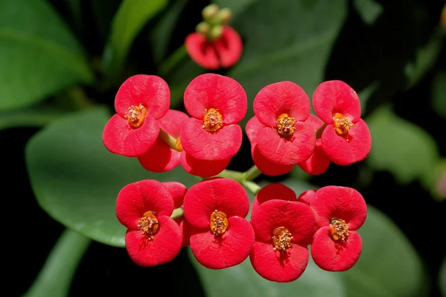 Colchão-de-noiva ou Euphorbia milii Bem-casados, Coroa-de-cristo, Coroa-de-espinhos, Dois-irmãos, Martírios