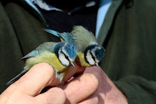 Pareja de Herrerillos comunes