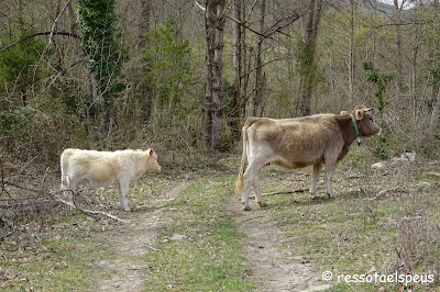 Volta a la serra de Bestracà