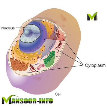 The Cytoplasm and Cellular Organelles | MansoorInfo