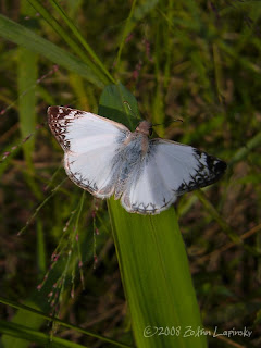 Click for Larger Image of Laviana White Skipper-Heliopetes arsalte