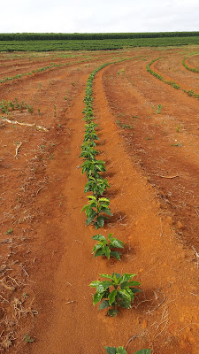 Gambar Pohon Kopi