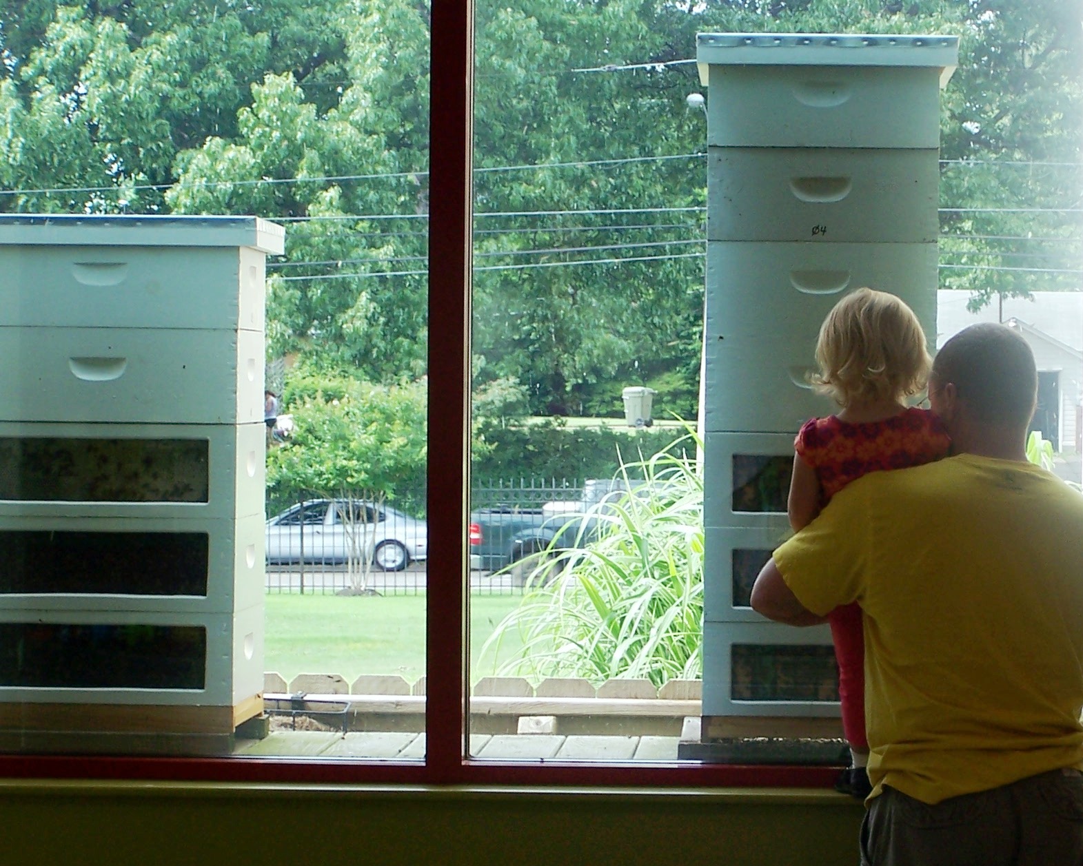 Honey Bee Observation Hive