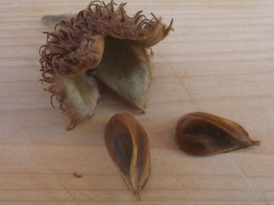 European Beech, Fagus Sylvatica seeds