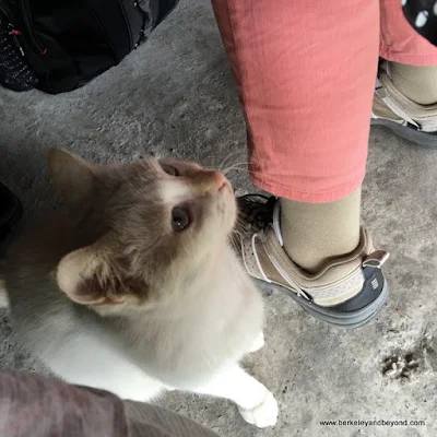 cat at Dageeli Tribe House Restaurant in Hualien, Taiwan