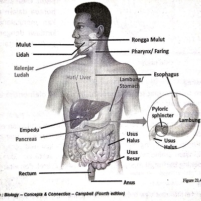 Materi Sistem Pencernaan (Rangkuman SBMPTN)