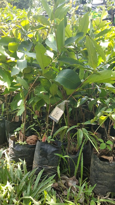 bibit tanaman buah jambu taiwan cepat tumbuh surakarta Sumatra Selatan