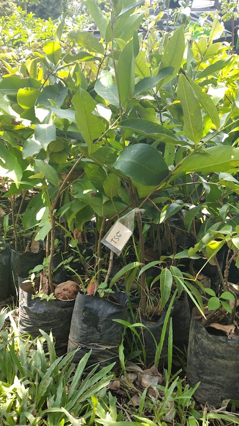 bibit buah jambu taiwan cepat tumbuh bengkulu Salatiga