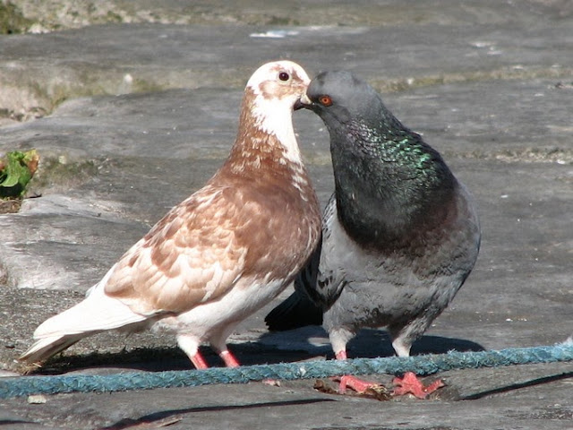 Sweet & Beautiful Love Pigeons HD Wallpaper Free