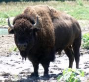 Buffalo (bison)