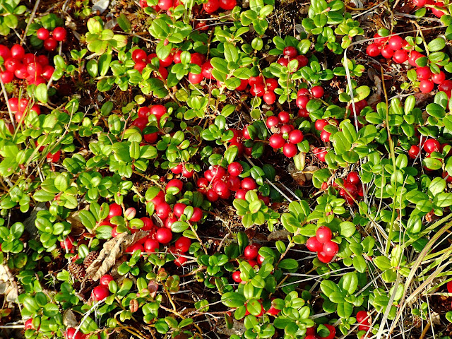 Брусника обыкновенная / Брусника (Vaccinium vitis-idaea)