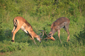 Love is Not the Solution @SANParksKNP @SANParks #SA #PhotoYatra #TheLifesWayCaptures