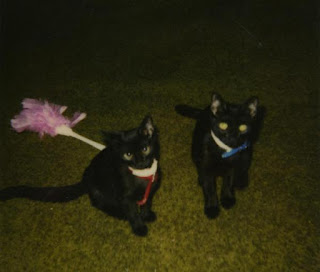 Chilipepper and her brofurcat Spooky 1997. on Twitpic