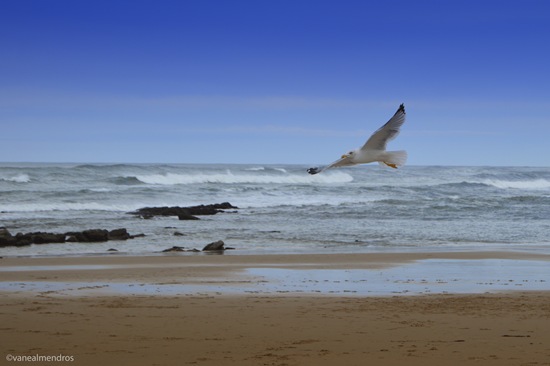 Gabiota en playa de Comillas, Cantabria