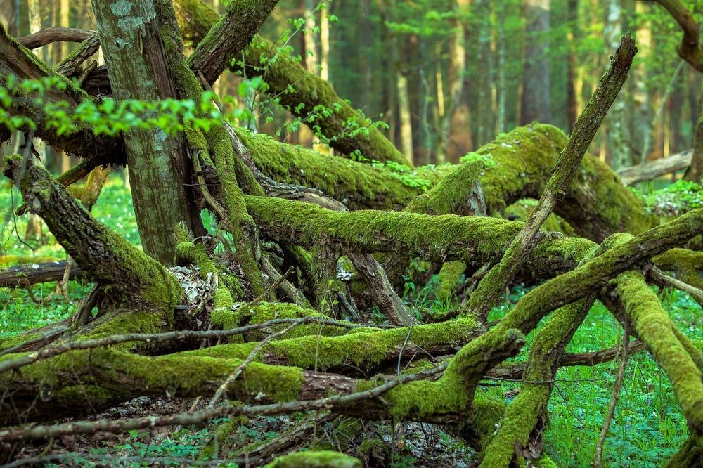 bialowieza-forest-9