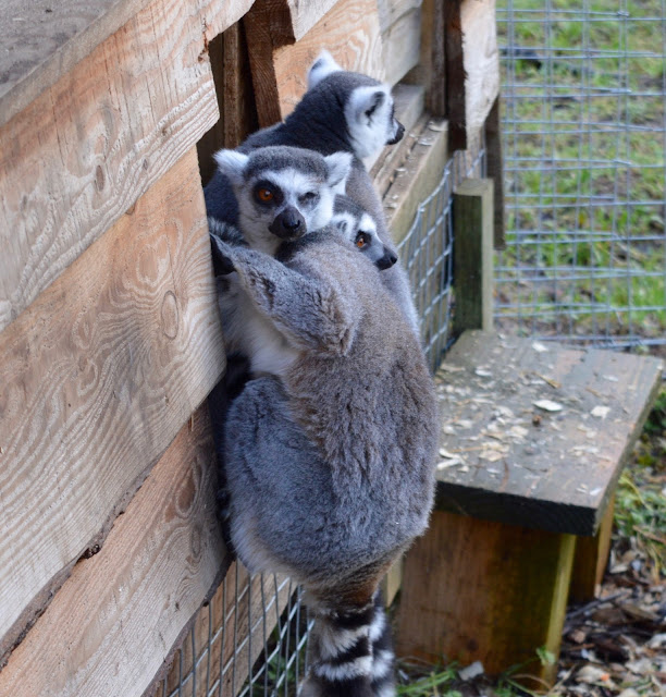 Northumberland Country Zoo Review (with a pushchair) - lemurs