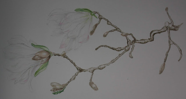 botanical illustration, scientific illustration, watercolor, aquarelle,  drawing plants, art, Sarah Loecker Art