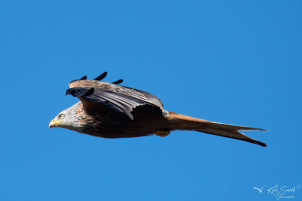 Red kite