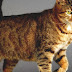 List Of Cat Breeds - Wild House Cat Breeds