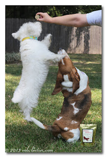 Westie leaping for treat with Basset Hound sitting up