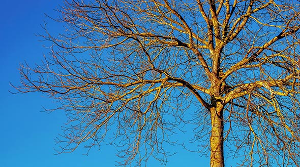 Pruning deciduous tree species during dormancy in late fall or early winter