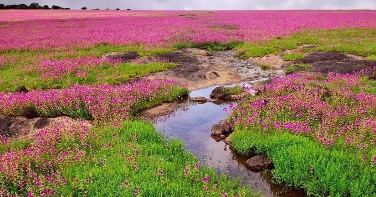 महाराष्ट्रात पावसाळ्यात भेट देण्यासाठी 15 सर्वोत्तम ठिकाणे