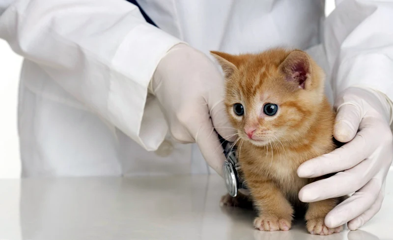 How Often Should You Get Your Pet's Blood Tested?