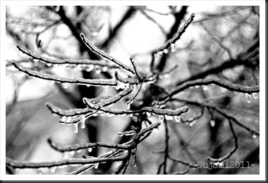 2011 02 01 _MG_8129w
