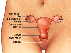 Penjelasan Tujuh Jenis Vagina Pada Wanita