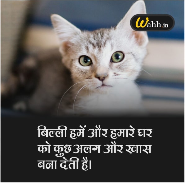 Cat Quotes images In Hindi