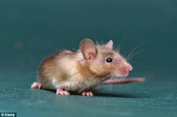 Ποντίκια απέκτησαν εγκέφαλο «μισο-ανθρώπινο» και έγιναν πιο έξυπνα