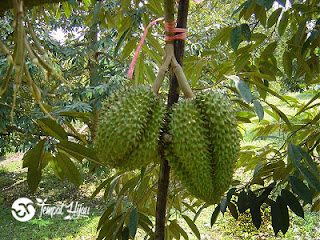 Bunga Durian Rontok