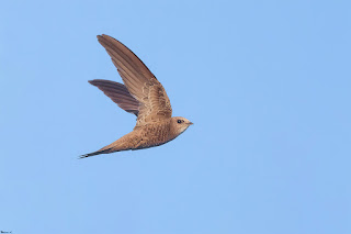 vencejo-palido-apus-pallidus-en-vuelo-